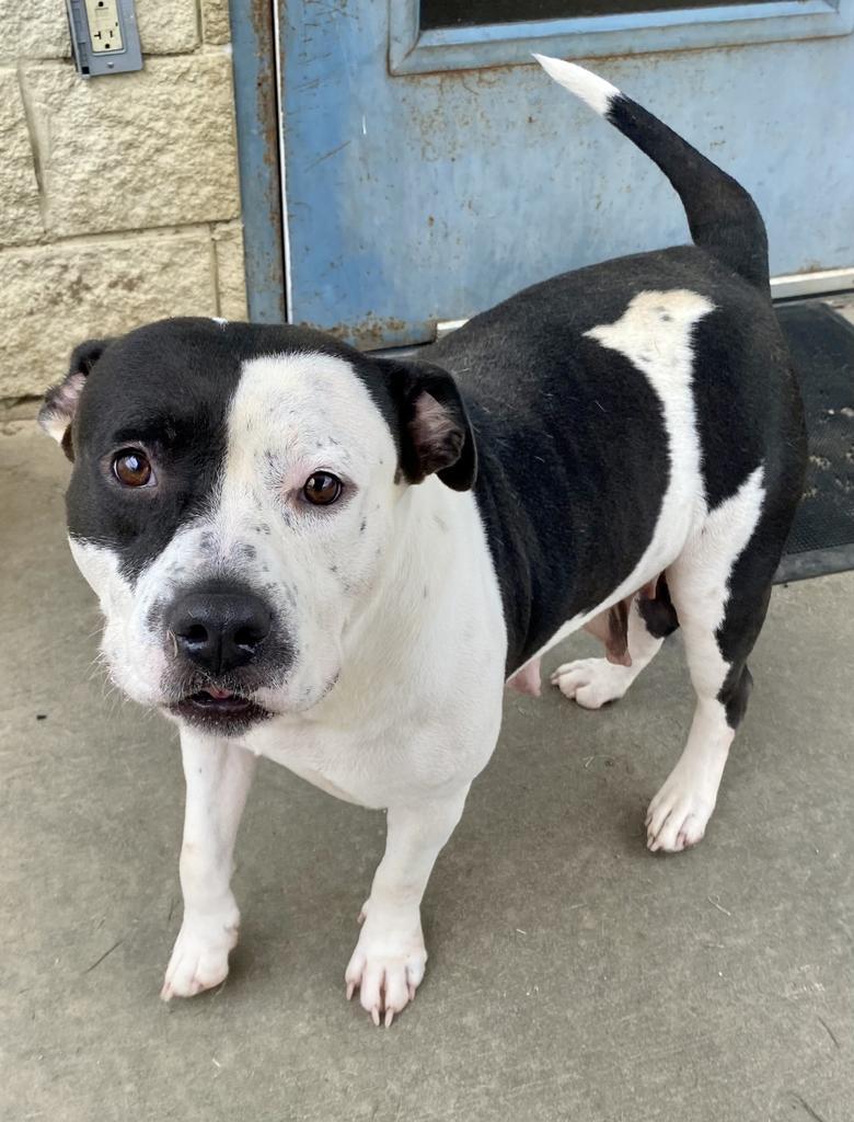 Trinity, a Adoptable mixed breed in Albany, GA image 4/6