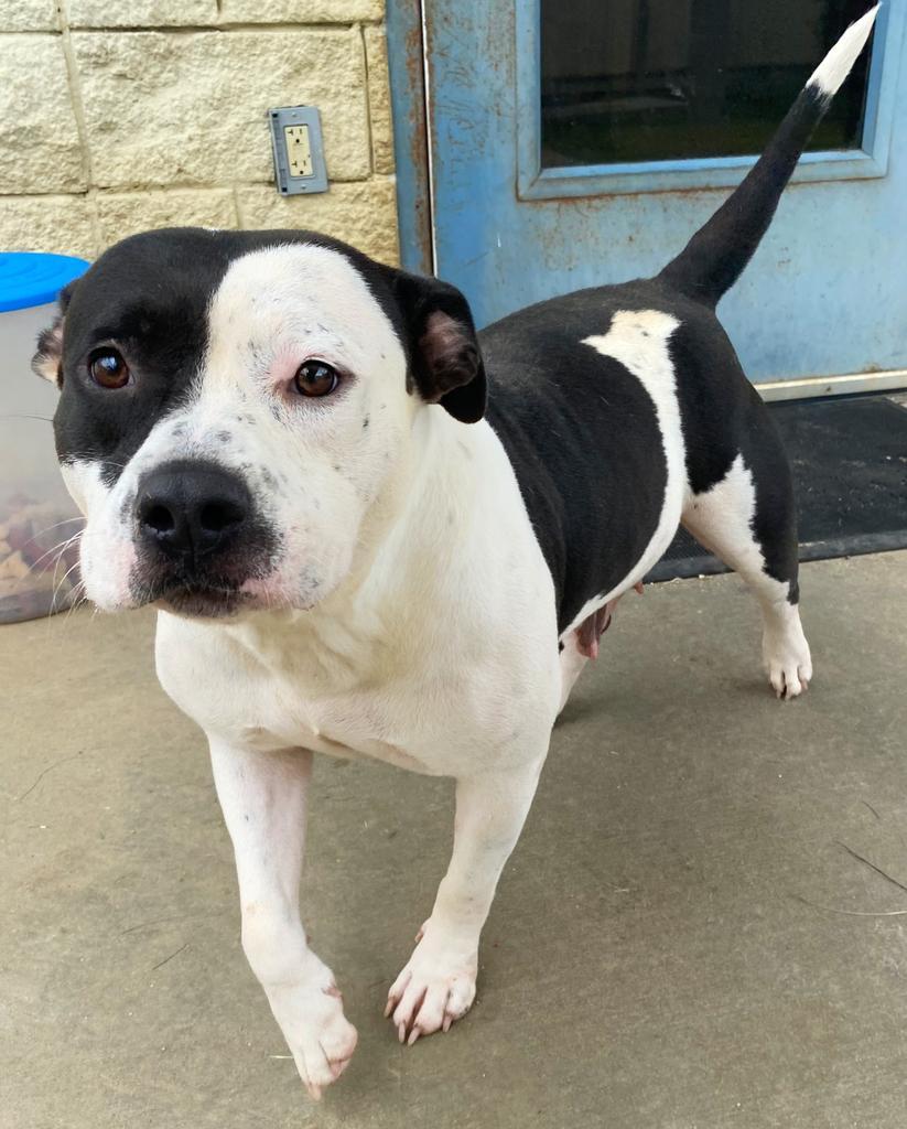 Trinity, a Adoptable mixed breed in Albany, GA image 5/6