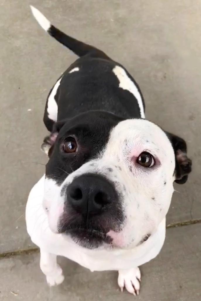 Trinity, a Adoptable mixed breed in Albany, GA image 6/6