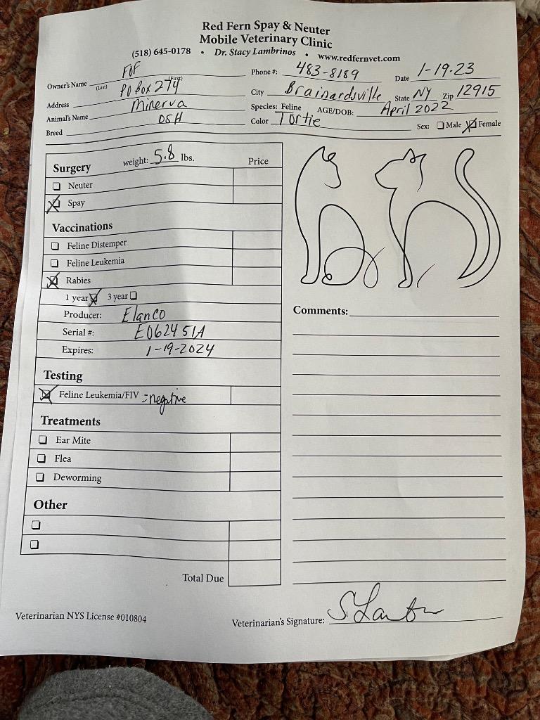 Enlarge Minerva, a Adoptable mixed breed in Brainardsville, NY image 1/6