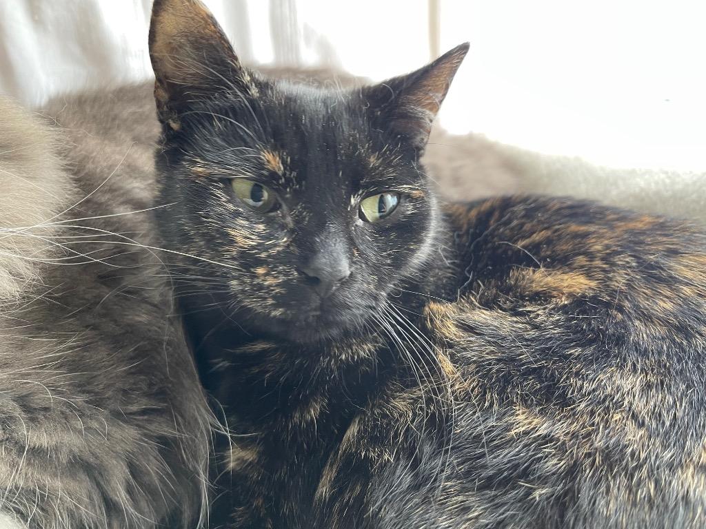 Enlarge Minerva, a Adoptable mixed breed in Brainardsville, NY image 2/6