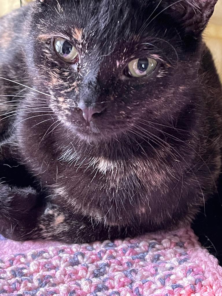 Enlarge Minerva, a Adoptable mixed breed in Brainardsville, NY image 3/6