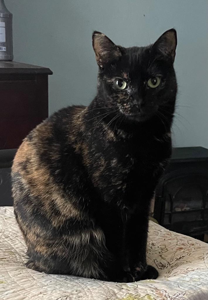 Enlarge Minerva, a Adoptable mixed breed in Brainardsville, NY image 4/6