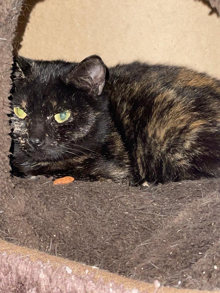 Enlarge Minerva, a Adoptable mixed breed in Brainardsville, NY image 5/6