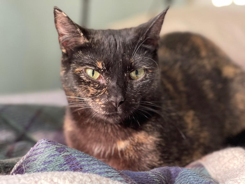 Enlarge Minerva, a Adoptable mixed breed in Brainardsville, NY image 6/6