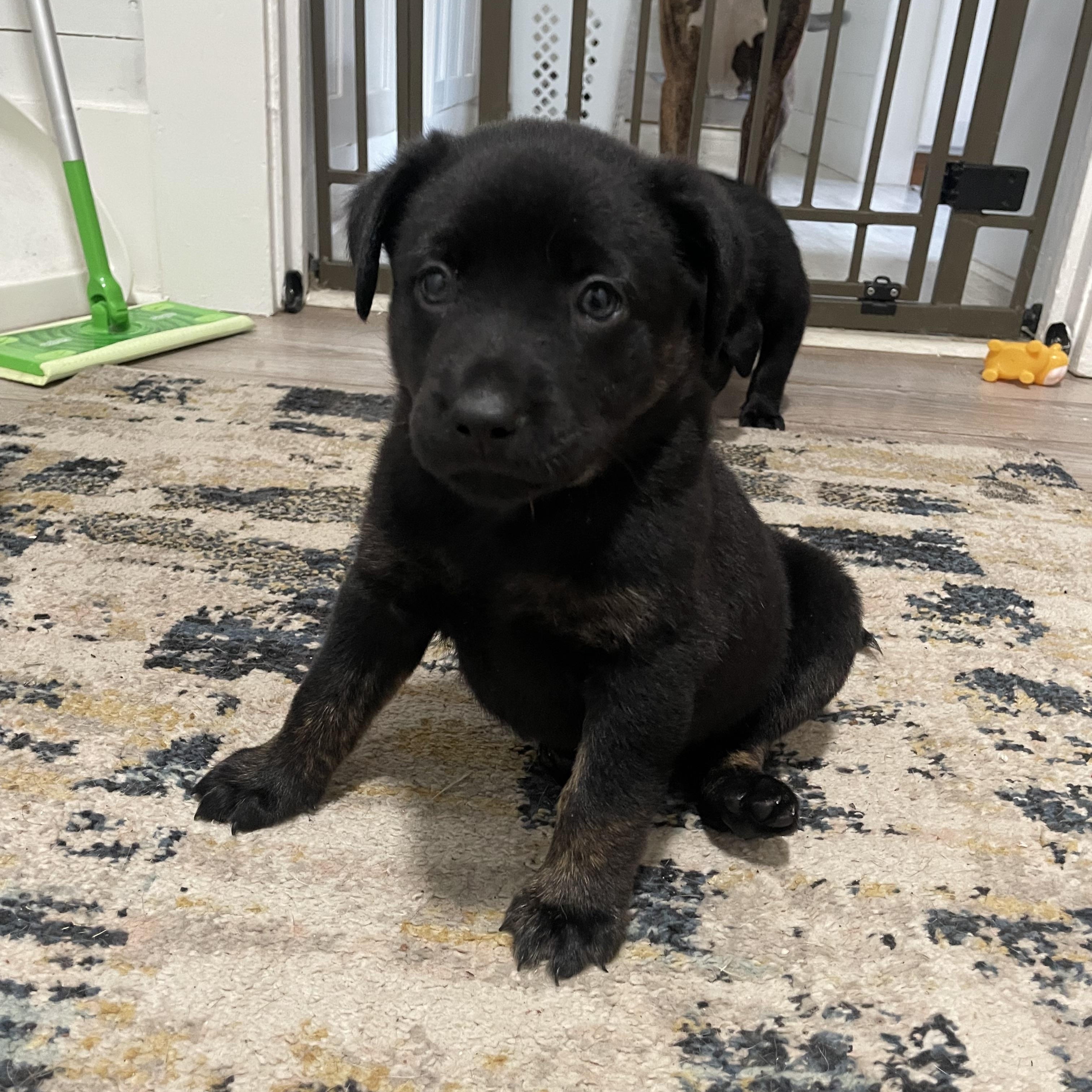 Owen, a Adoptable mixed breed in Walker, LA image 1/2