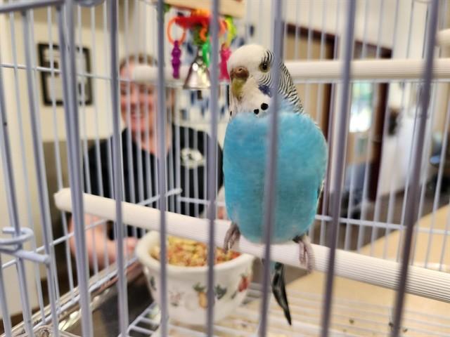 Enlarge OPAL, a Adoptable Parakeet (Other) in Springfield, MA image 1/1