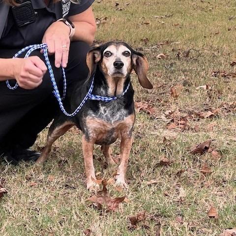 COCO CHANEL-31093, Adoptable, Senior Female Beagle.