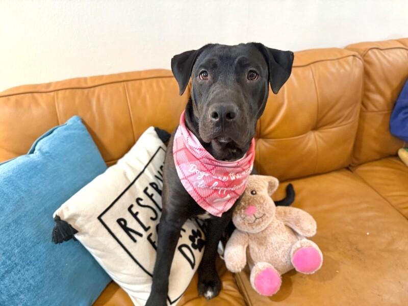 Cookie Cutie — thumbnail 2