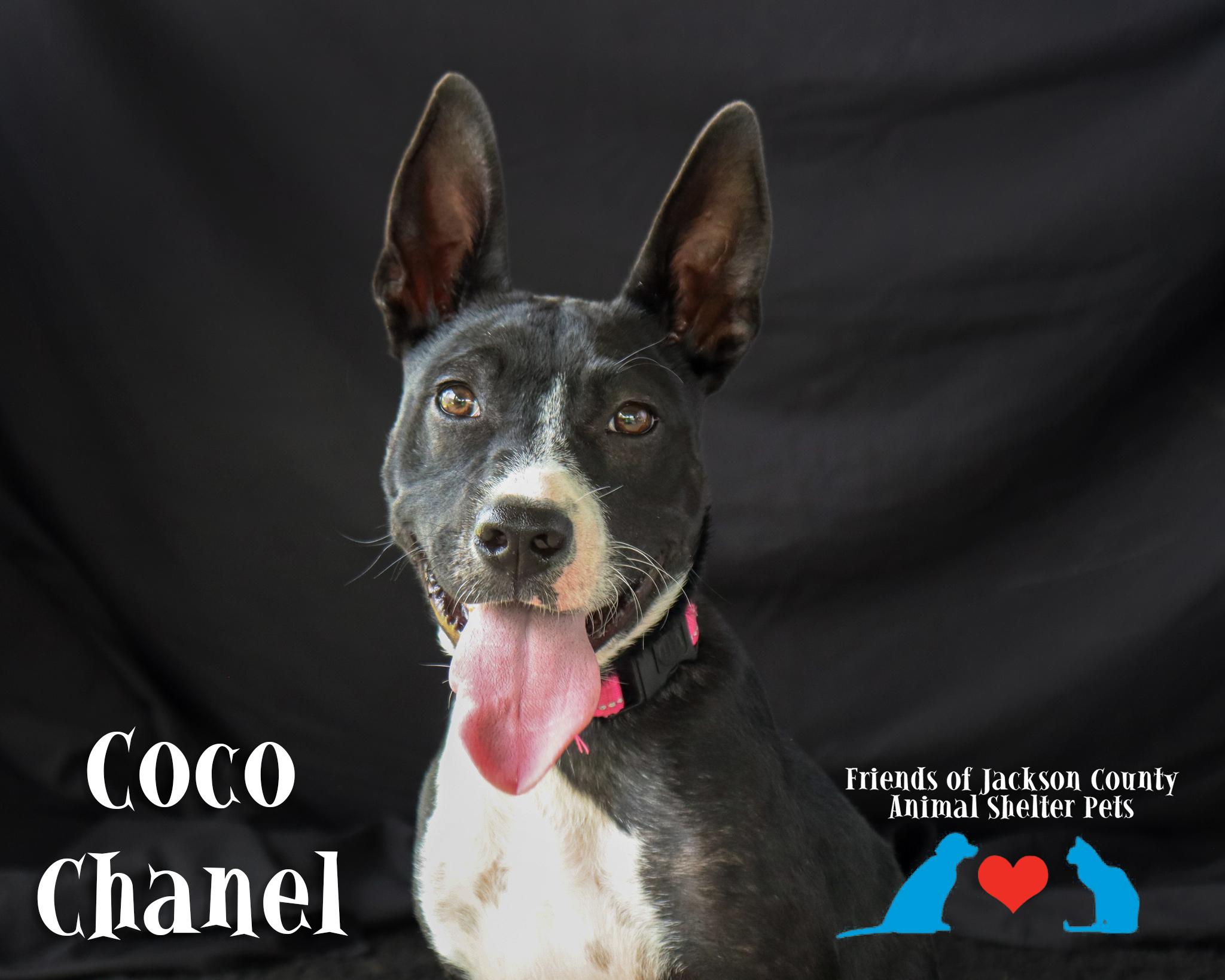 Coco Chanel, ADOPTABLE, Young Female McNab & Border Collie.