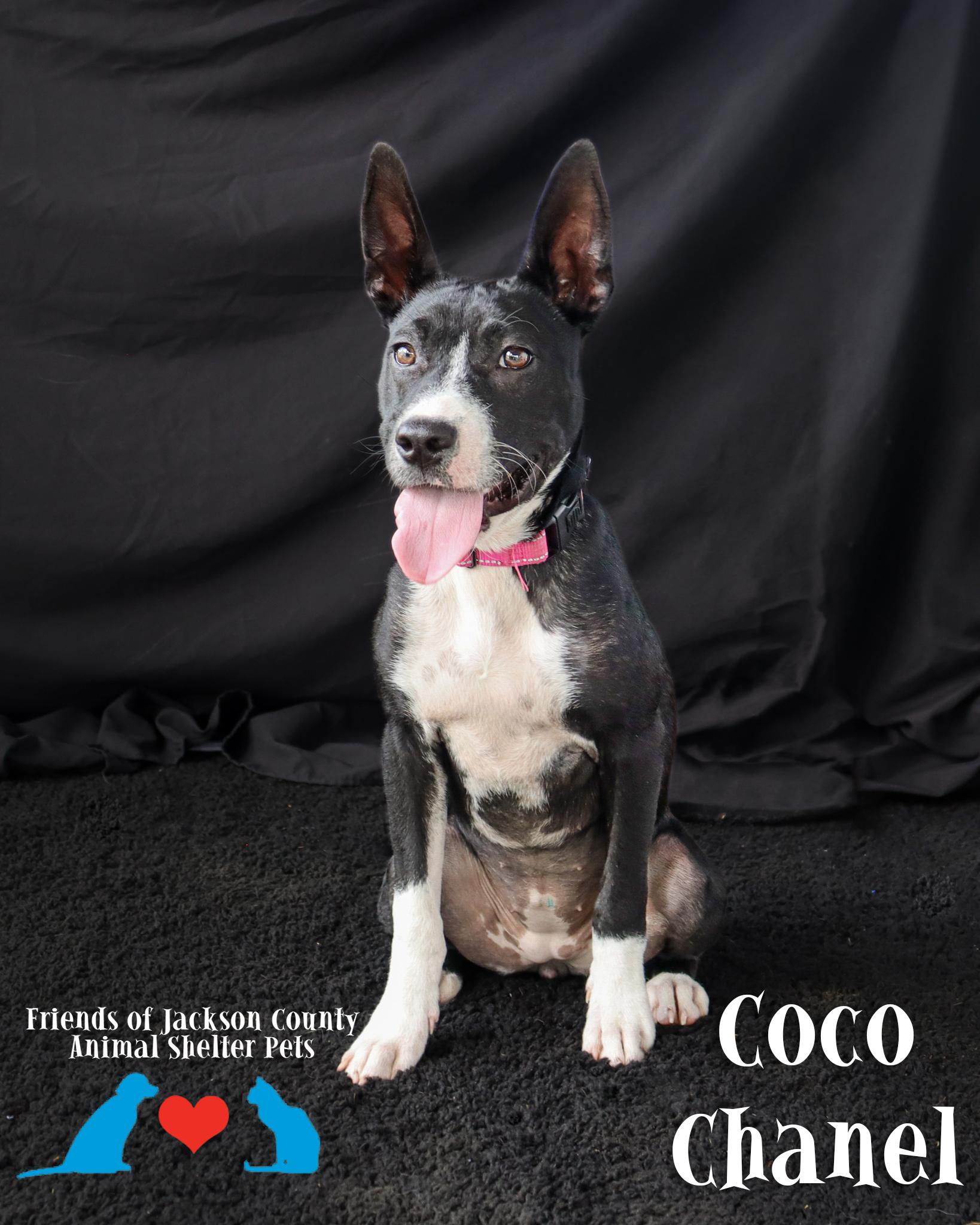 Enlarge Coco Chanel, a ADOPTABLE mixed breed in Ocean Springs, MS image 3/4