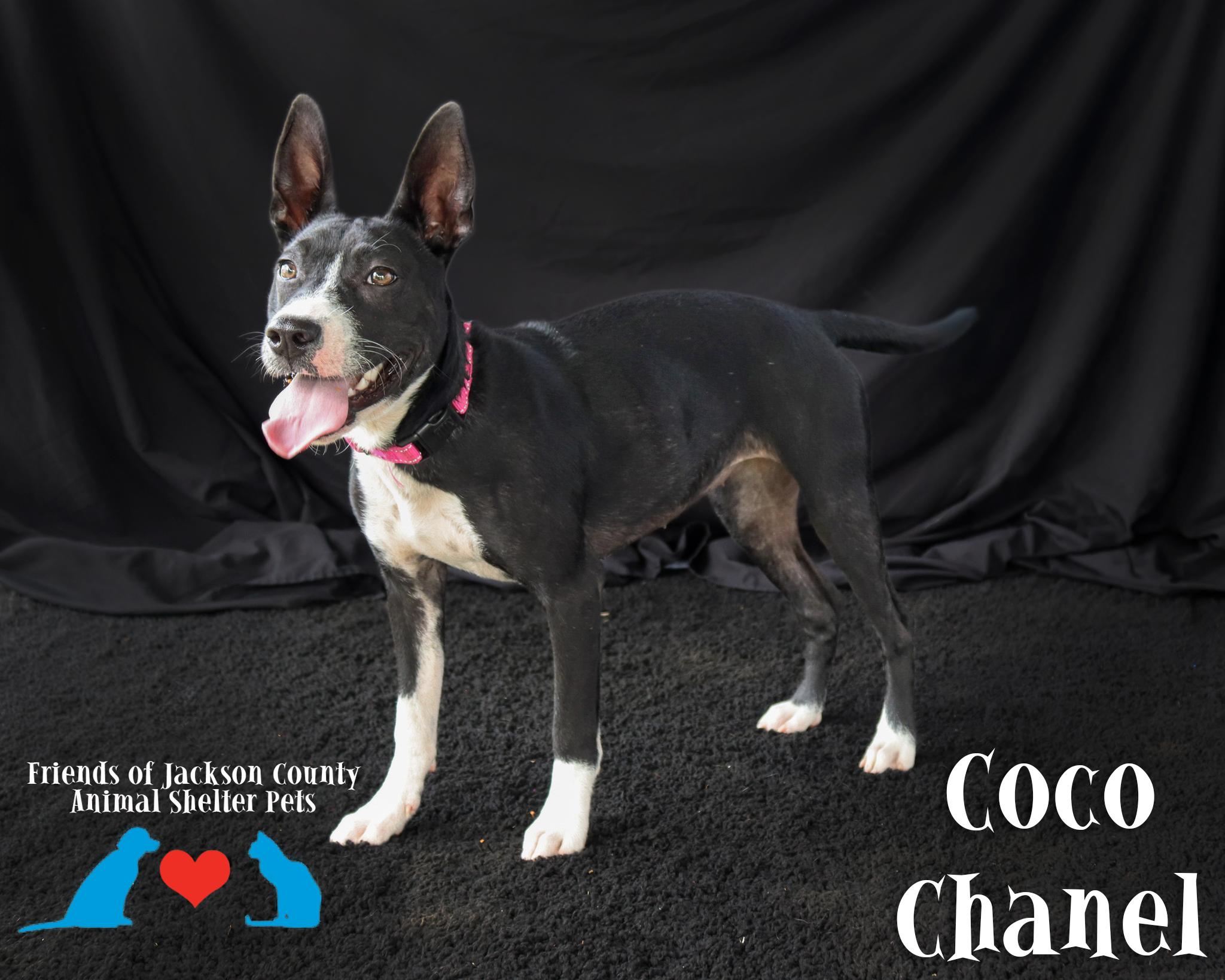 Enlarge Coco Chanel, a ADOPTABLE mixed breed in Ocean Springs, MS image 4/4
