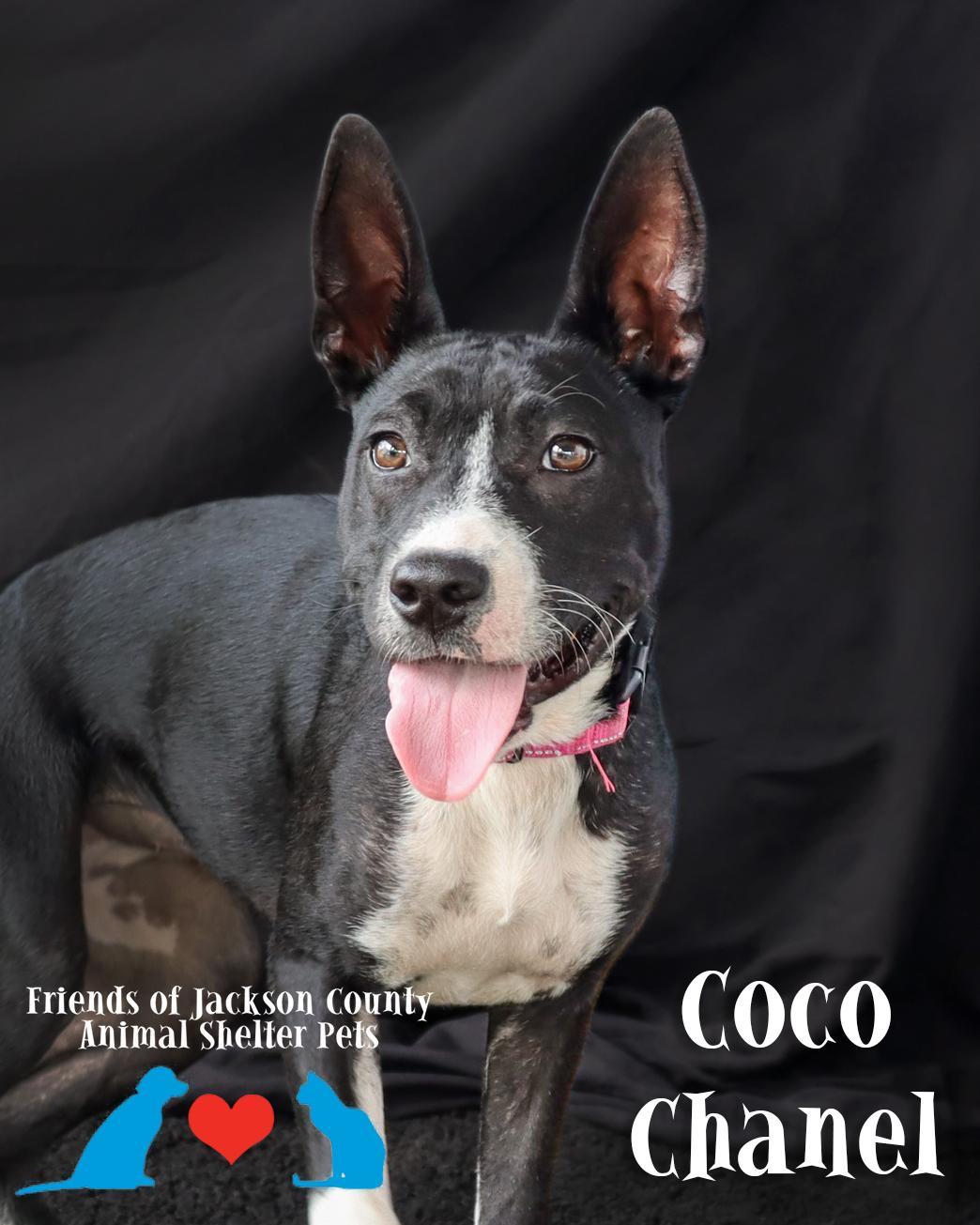 Enlarge Coco Chanel, a ADOPTABLE mixed breed in Ocean Springs, MS image 2/4
