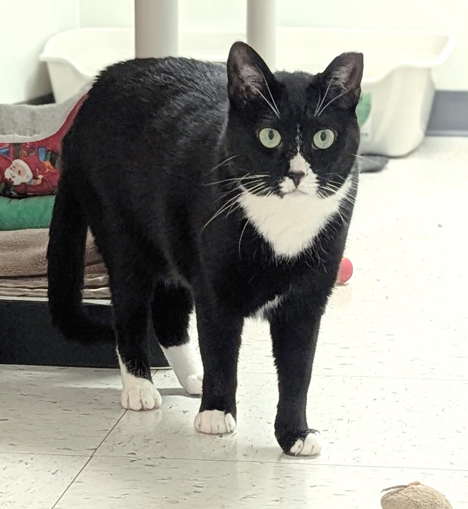 Trisha, Adoptable, Adult Female Domestic Short Hair.