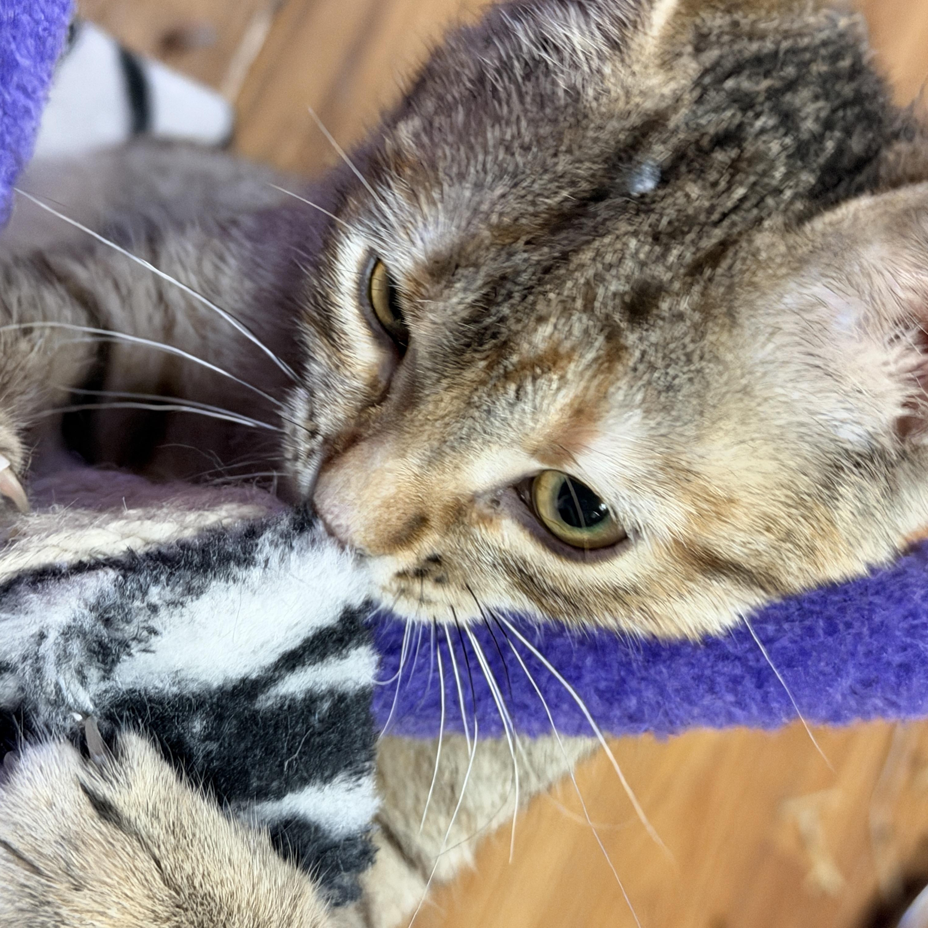 Keah, Adoptable, Young Female Domestic Short Hair.