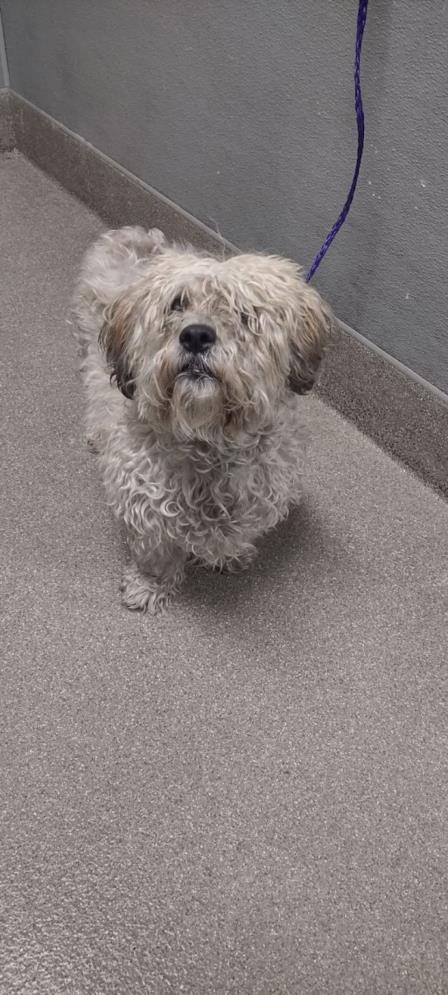 Enlarge ALBUS, a Adoptable mixed breed in Las Vegas, NV image 1/1