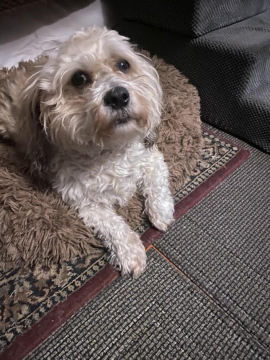 ALBUS, Adoptable, Adult Male Maltese.