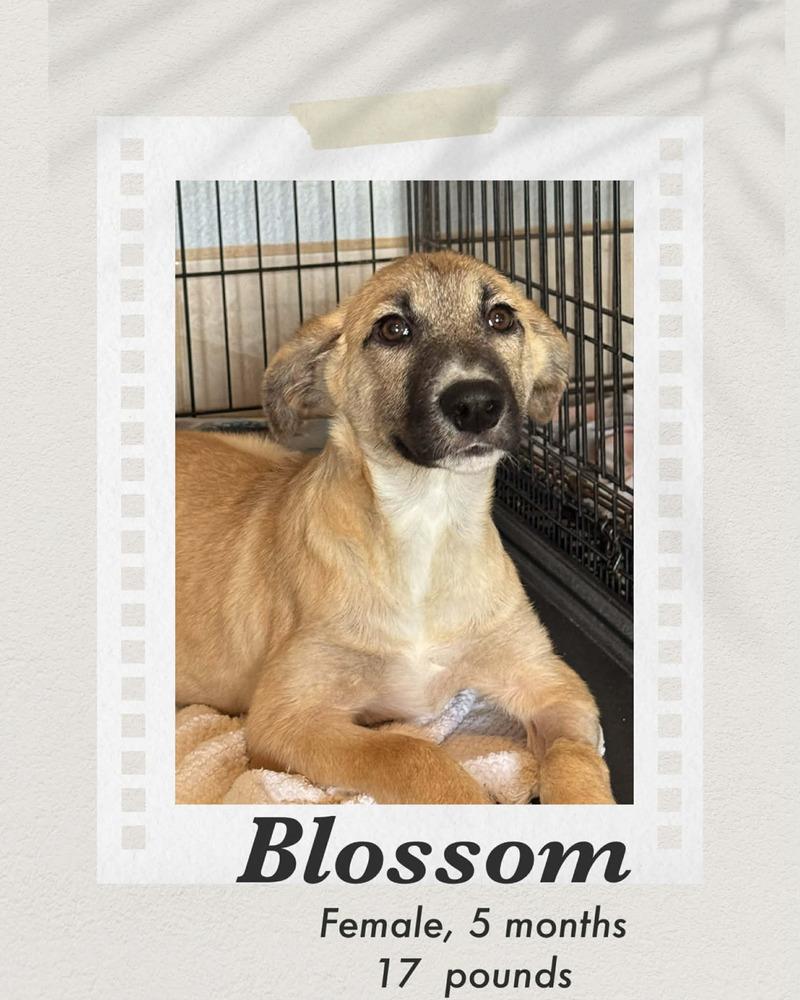Enlarge Blossom, a Adoptable mixed breed in Puerto Penasco, SON image 1/1