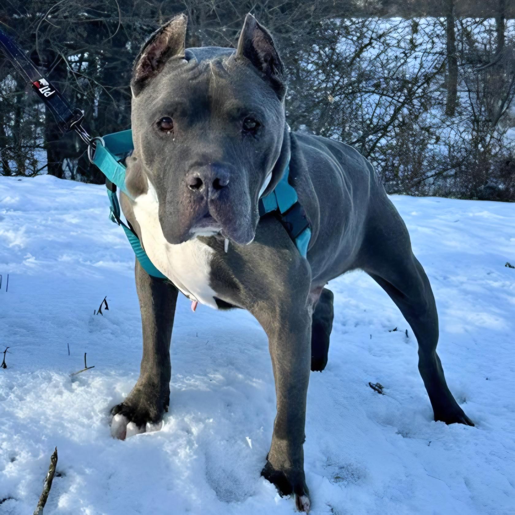 Enlarge Brian, a Adoptable American Staffordshire Terrier in Wheaton, IL image 1/3