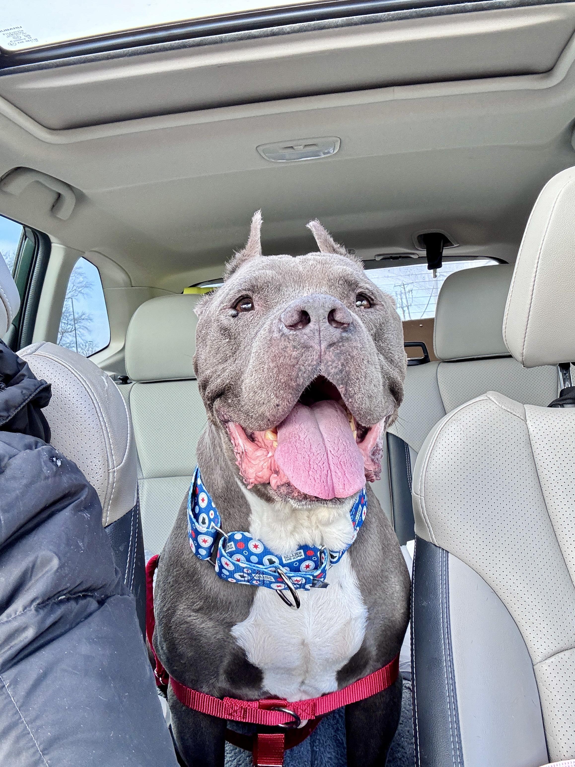 Brian, a Adoptable American Staffordshire Terrier in Wheaton, IL image 2/3