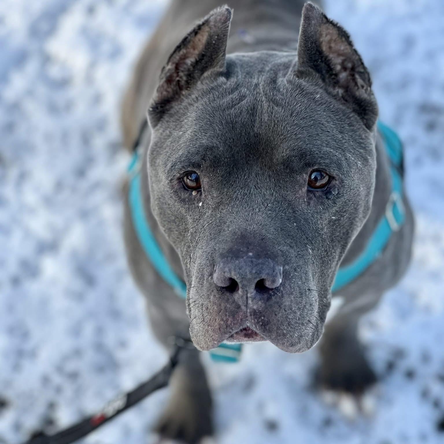 Brian, a Adoptable American Staffordshire Terrier in Wheaton, IL image 3/3