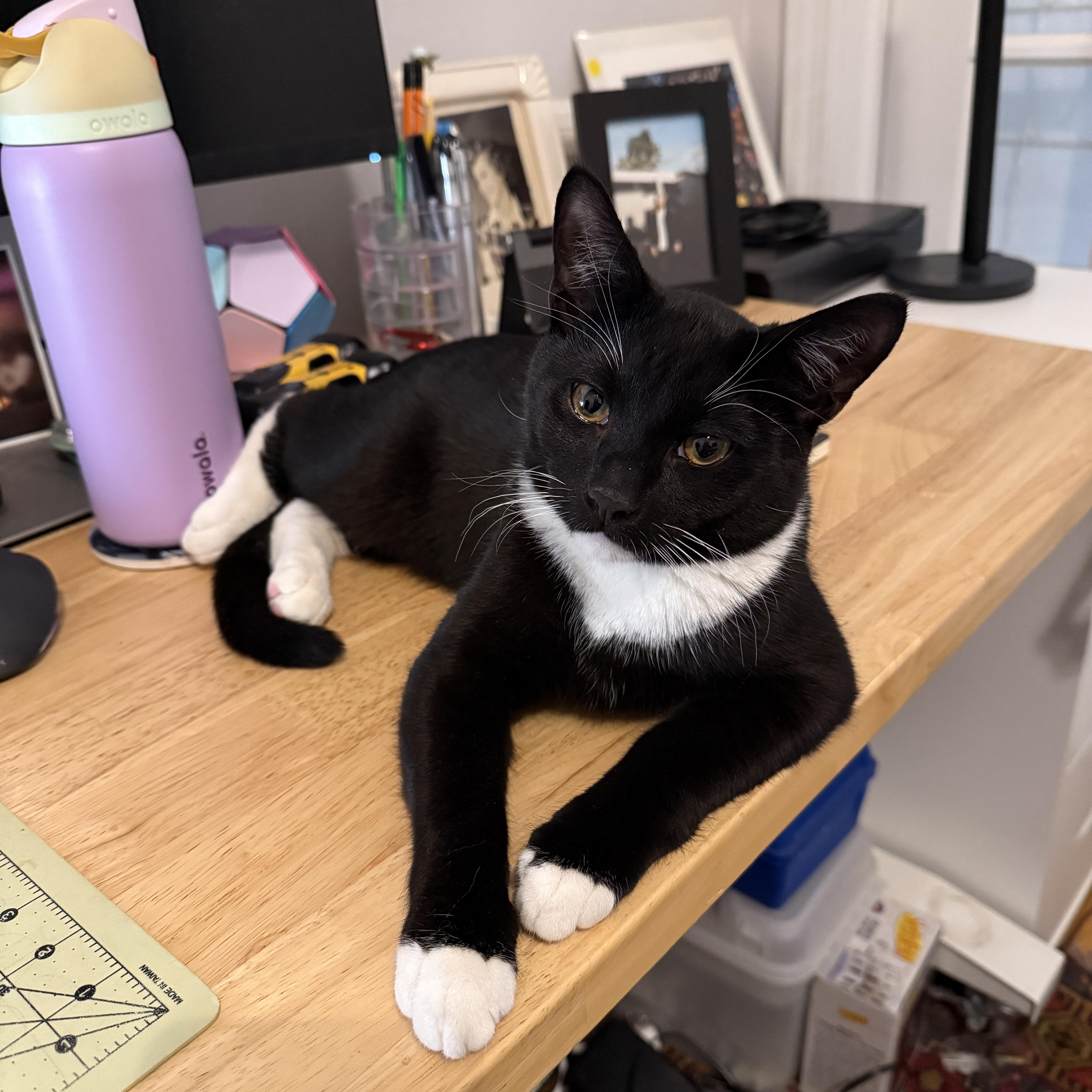 Vega & Blanka (Bonded Pair), a Adoptable Domestic Medium Hair in Brooklyn, NY image 2/6