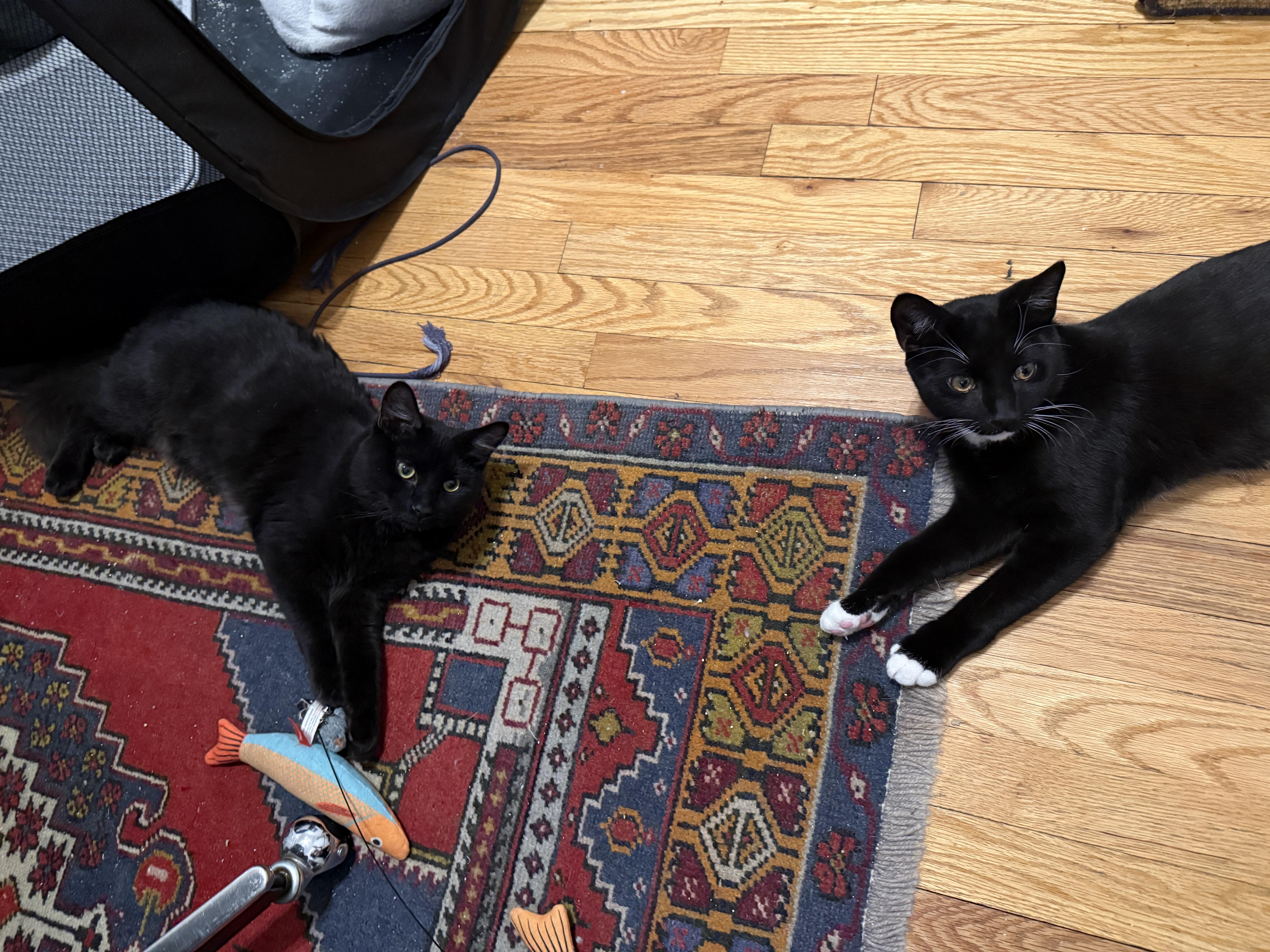 Vega & Blanka (Bonded Pair), a Adoptable Domestic Medium Hair in Brooklyn, NY image 5/6