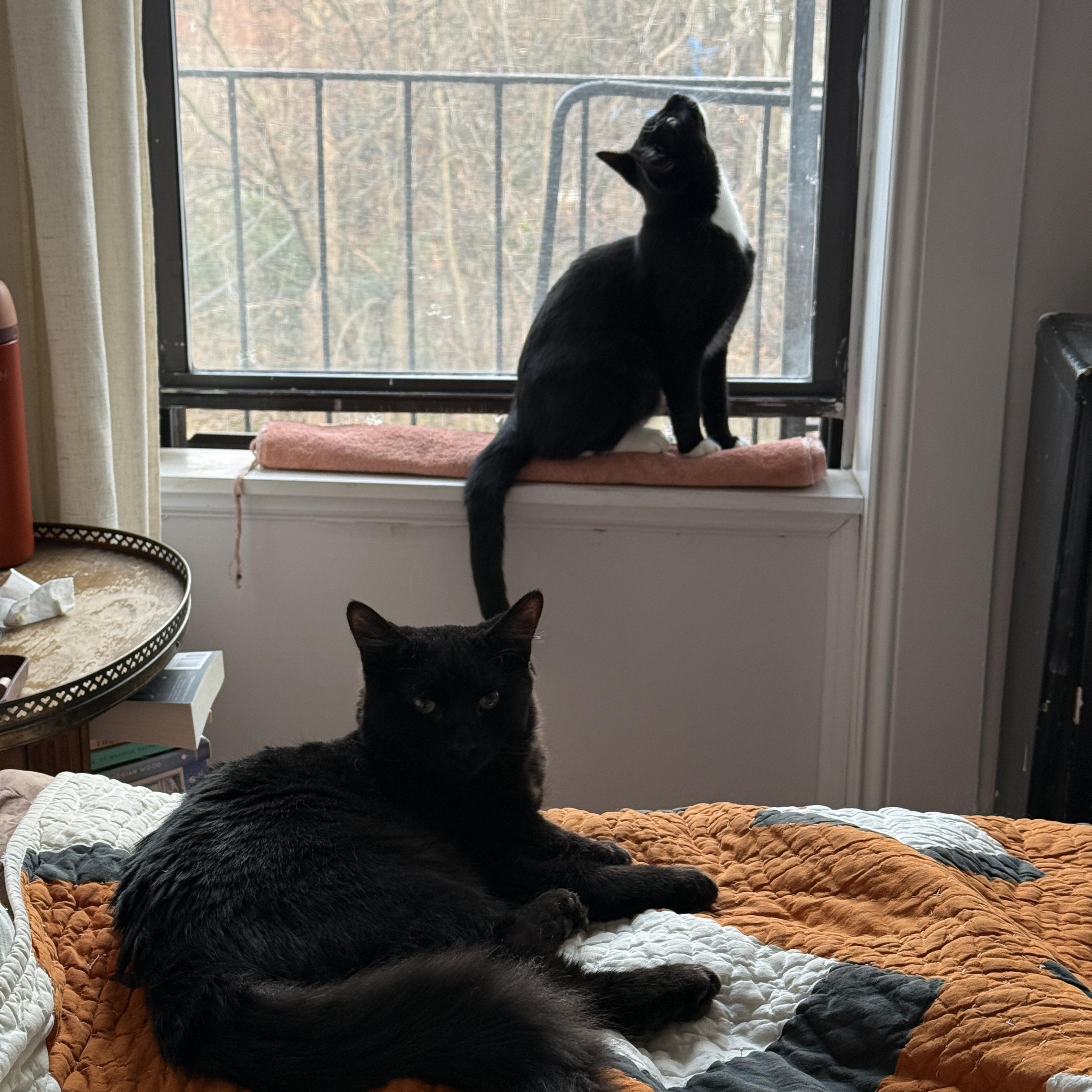 Vega & Blanka (Bonded Pair), a Adoptable Domestic Medium Hair in Brooklyn, NY image 6/6