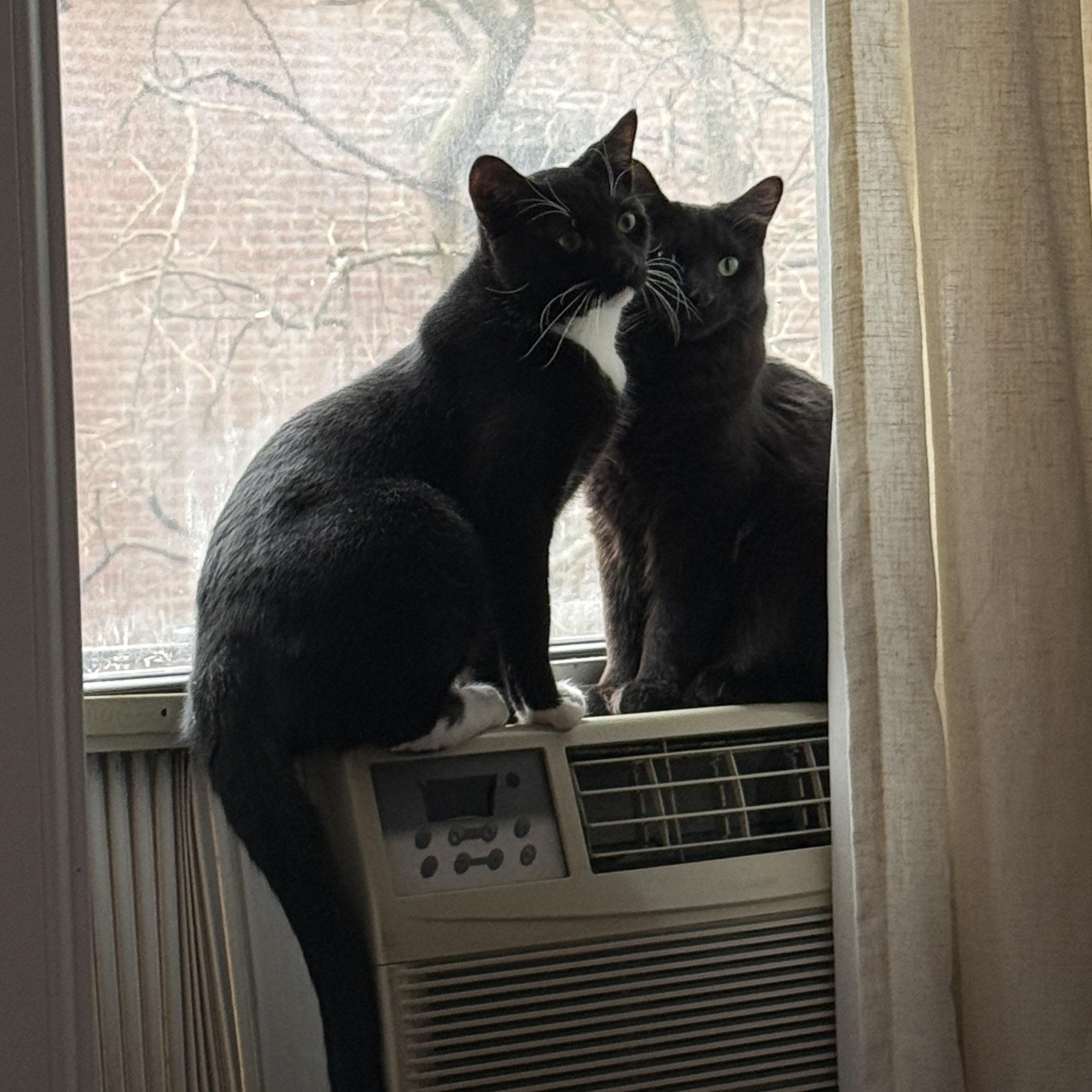 Vega & Blanka (Bonded Pair), Adoptable, Young Female Domestic Medium Hair.