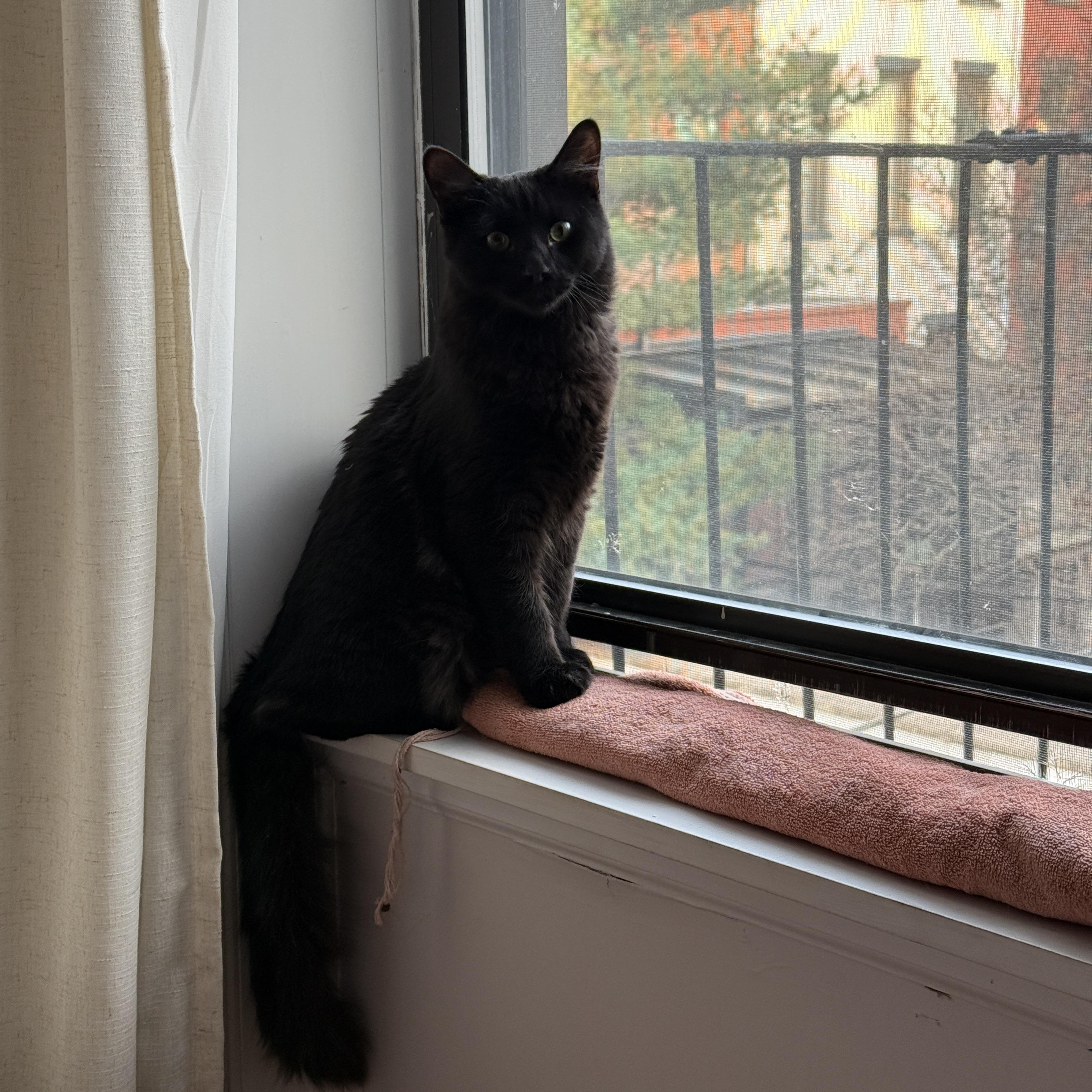 Vega & Blanka thumbnail 5