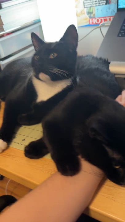 Enlarge Vega & Blanka (Bonded Pair), a Adoptable Domestic Medium Hair in Brooklyn, NY video 4/6