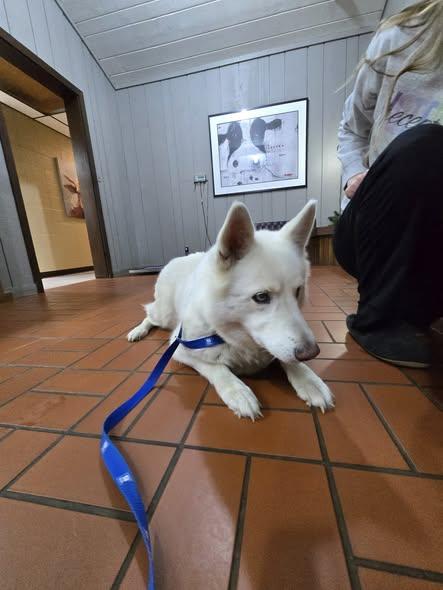 Enlarge Bella, a Adoptable mixed breed in Sterling, KS image 2/2