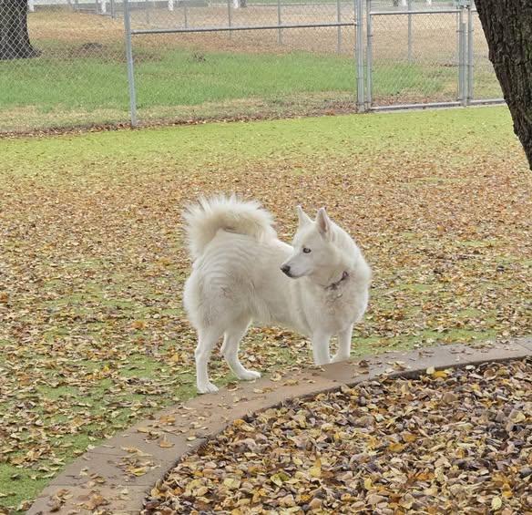 Enlarge Bella, a Adoptable mixed breed in Sterling, KS image 1/2