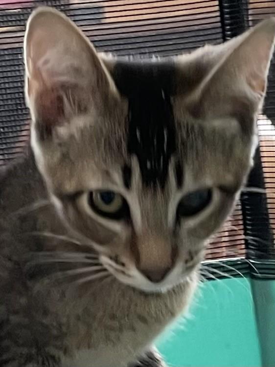 Abby the Tabby, Adoptable, Kitten Female Domestic Short Hair.
