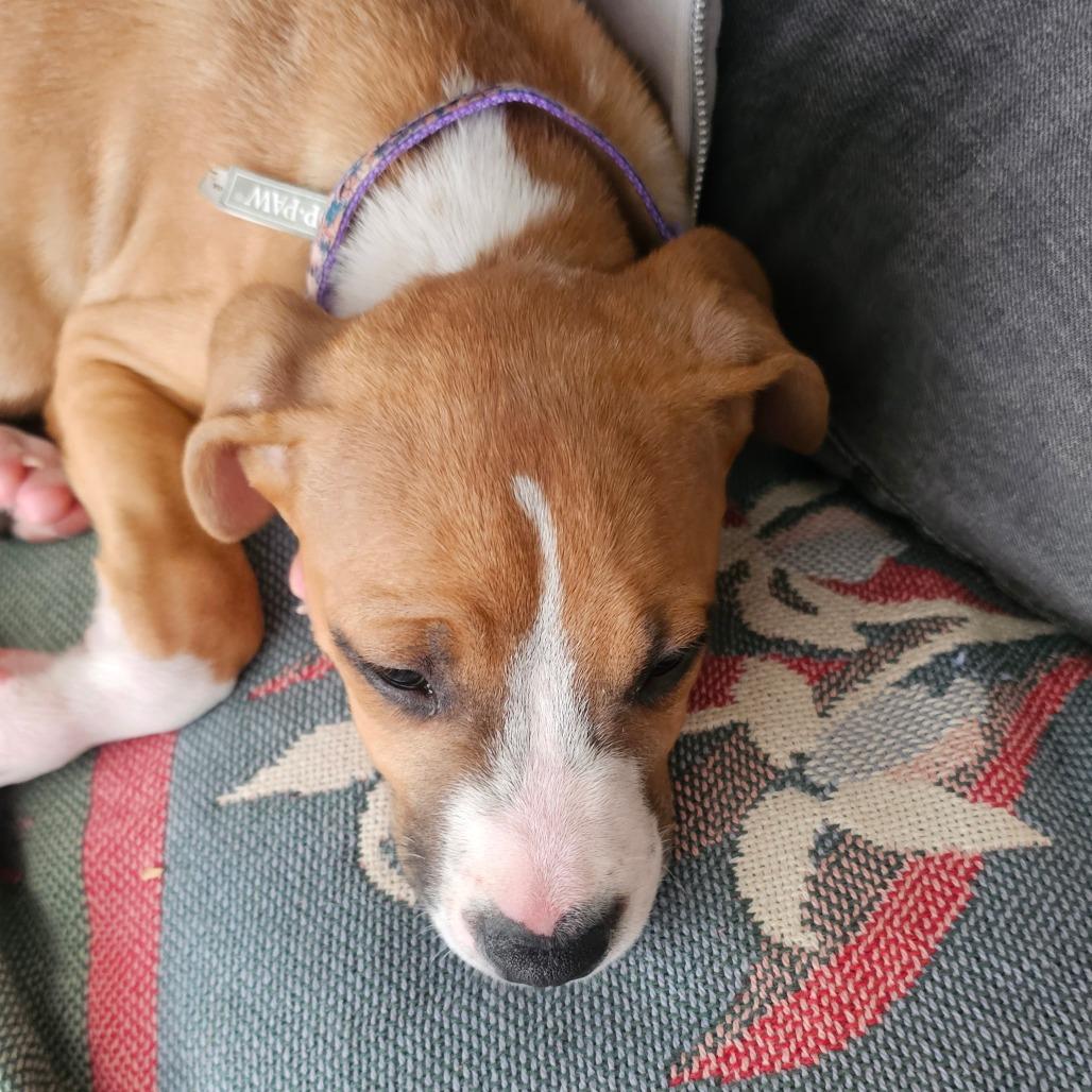 Scone, Adoptable, Puppy Female Boxer & Pit Bull Terrier.