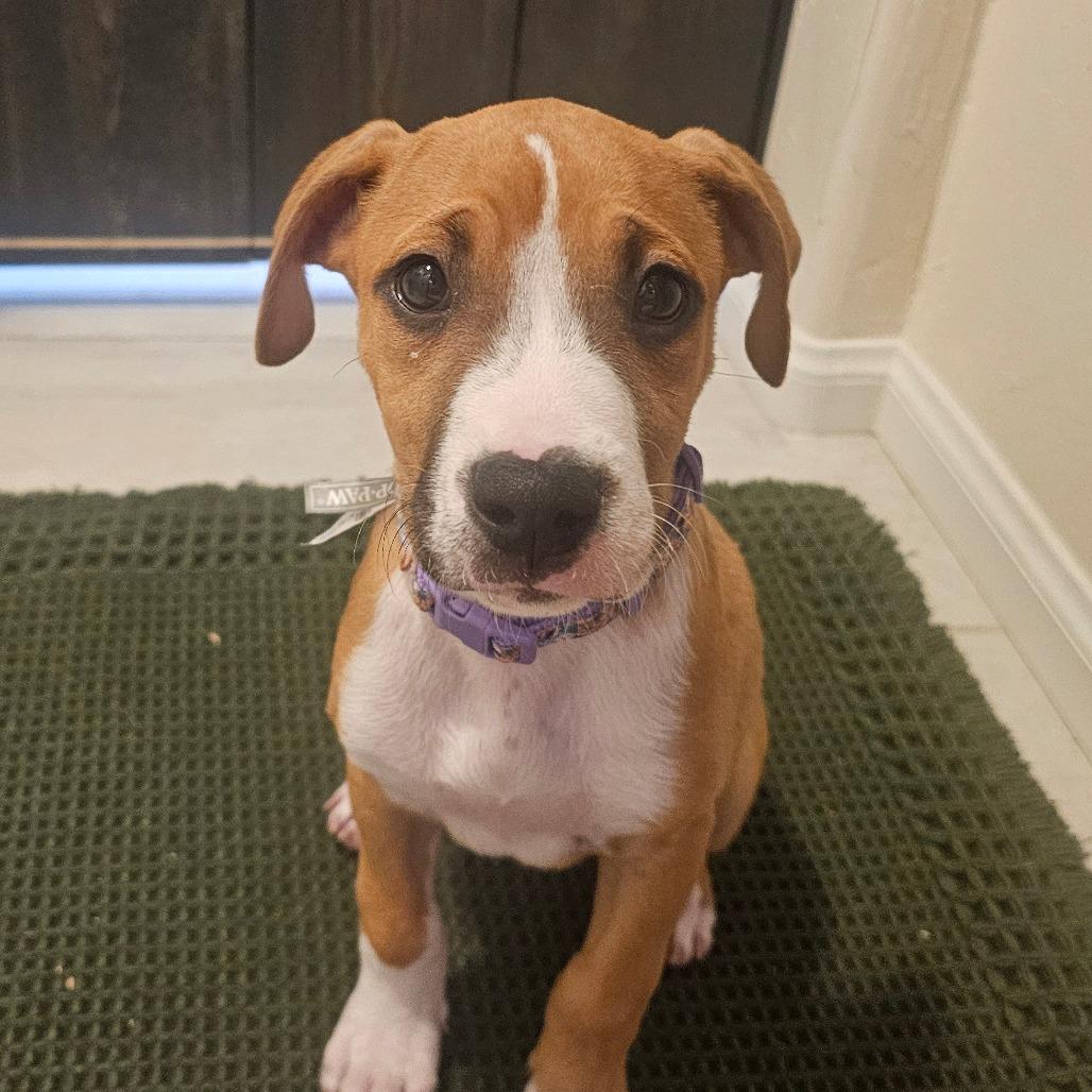 Enlarge Scone, a Adoptable mixed breed in Oceanside, CA image 2/6