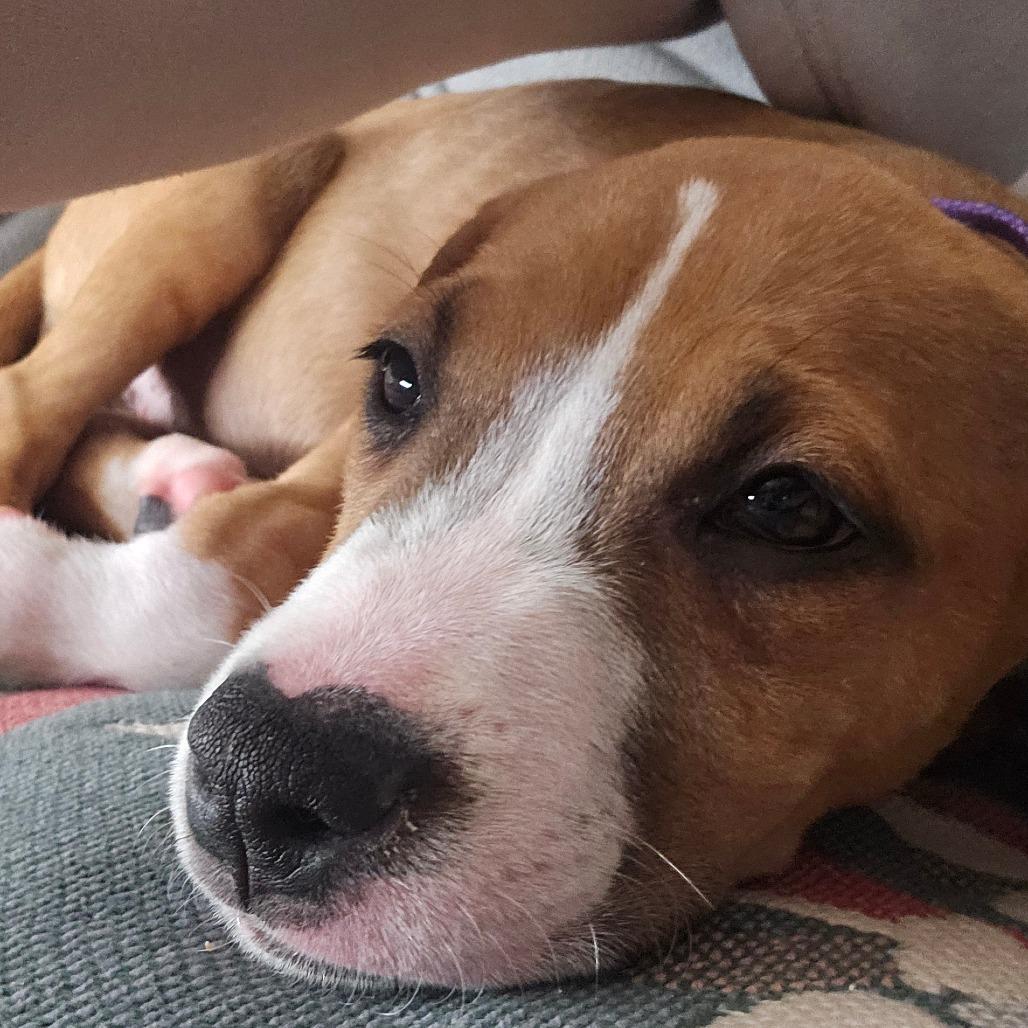 Enlarge Scone, a Adoptable mixed breed in Oceanside, CA image 4/6