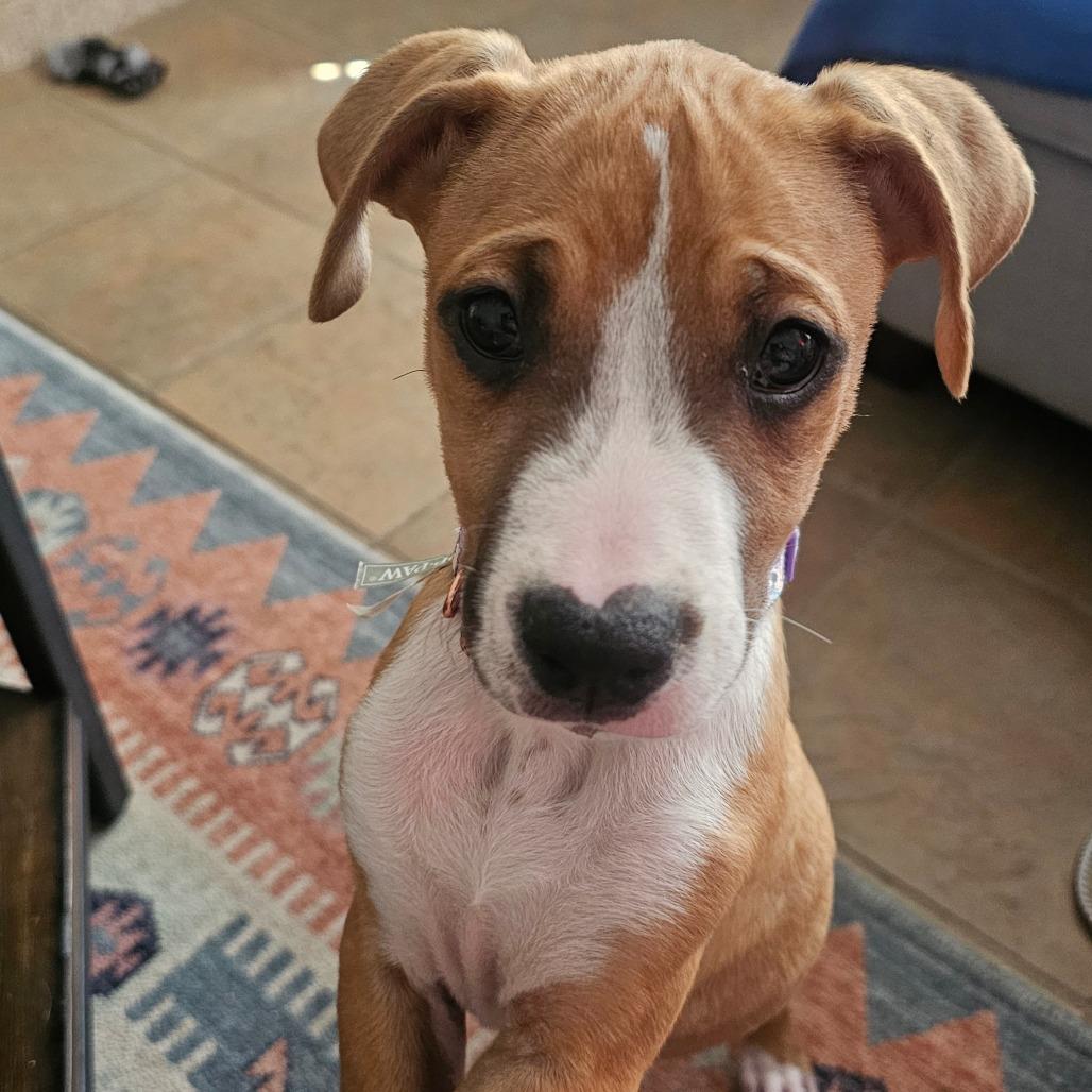 Enlarge Scone, a Adoptable mixed breed in Oceanside, CA image 6/6