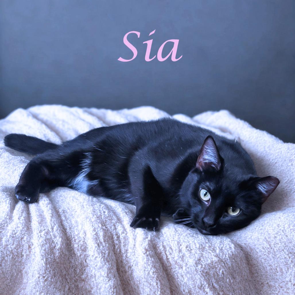 Sia C25-291, a Adoptable Domestic Short Hair in Lebanon, TN image 1/5