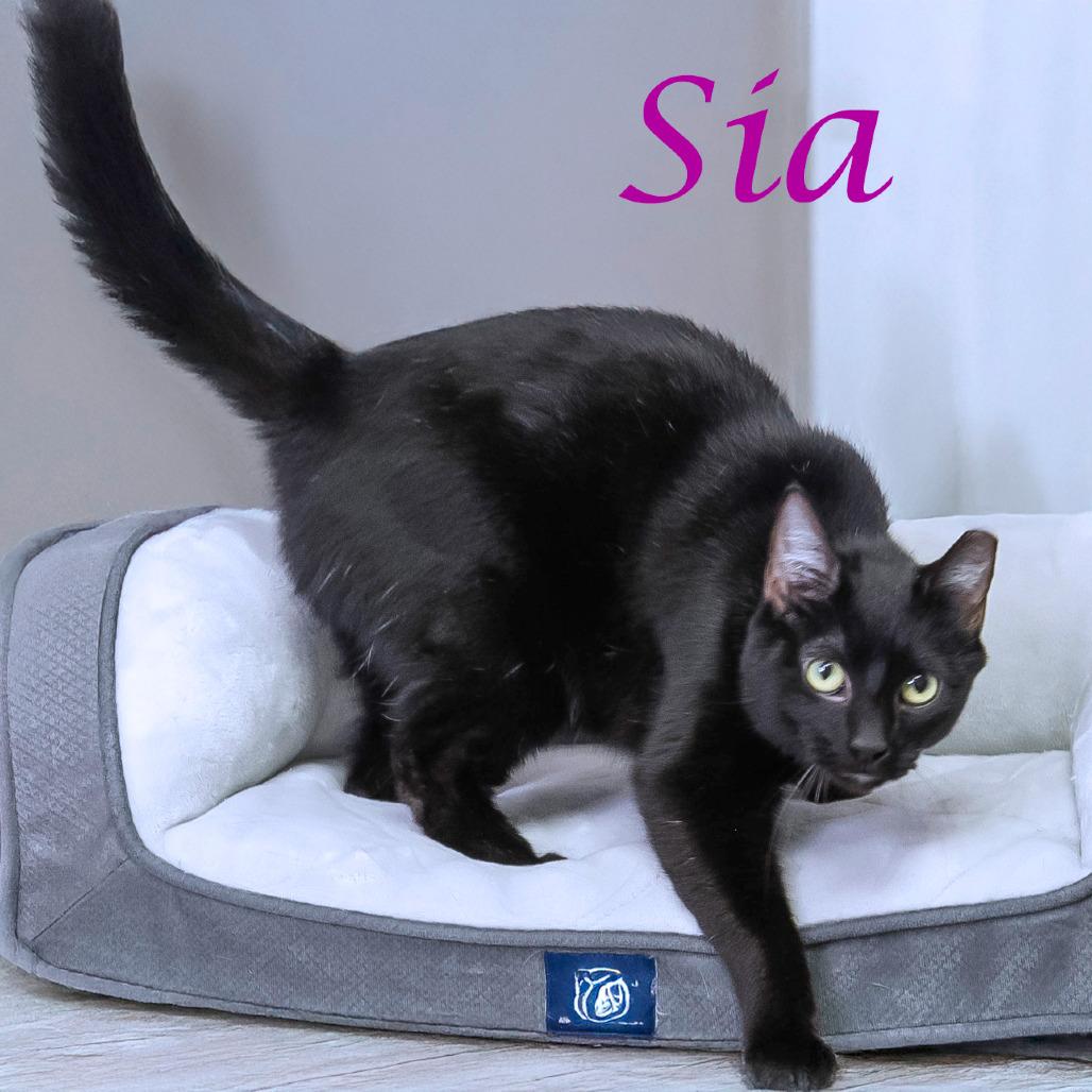 Sia C25-291, Adoptable, Adult Female Domestic Short Hair.