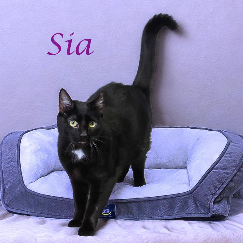 Sia C25-291, a Adoptable Domestic Short Hair in Lebanon, TN image 3/5