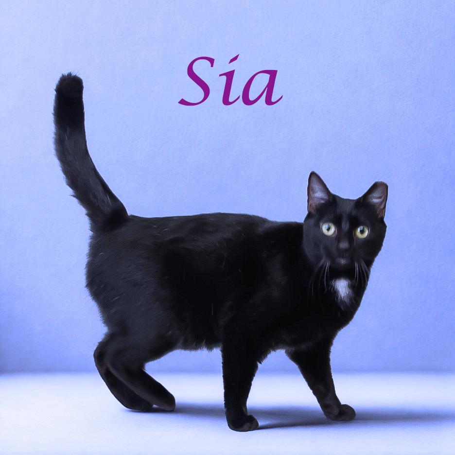 Sia C25-291, a Adoptable Domestic Short Hair in Lebanon, TN image 3/6
