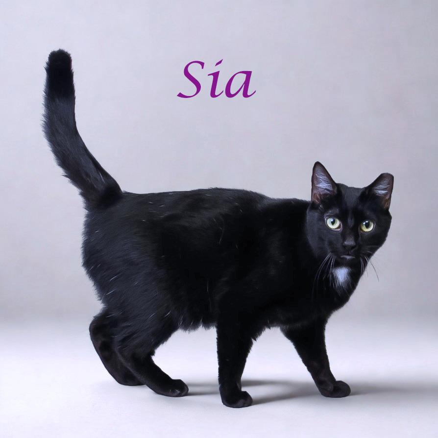 Sia C25-291, a Adoptable Domestic Short Hair in Lebanon, TN image 6/6