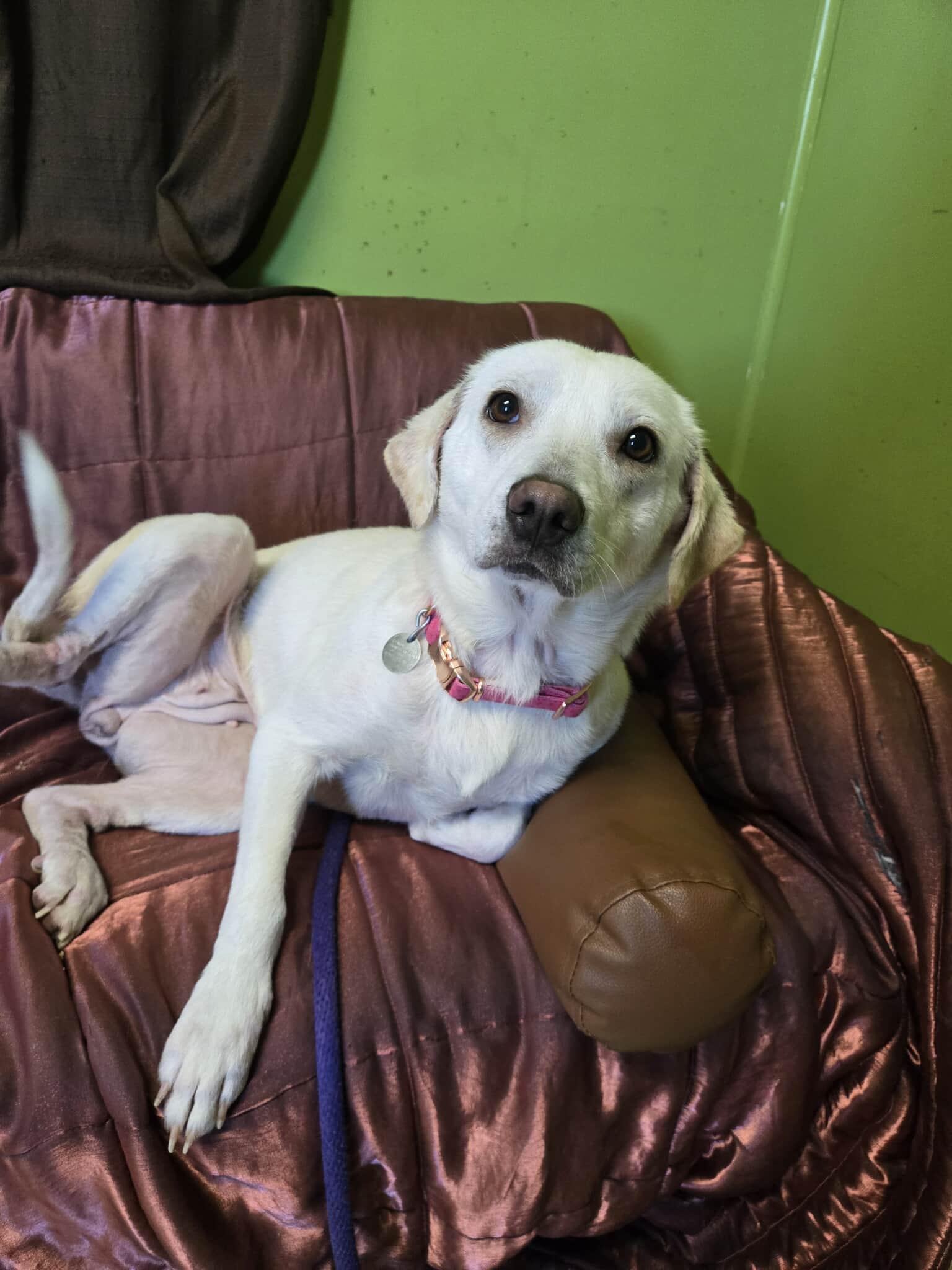 Lily, adopted, Young Female Labrador Retriever.