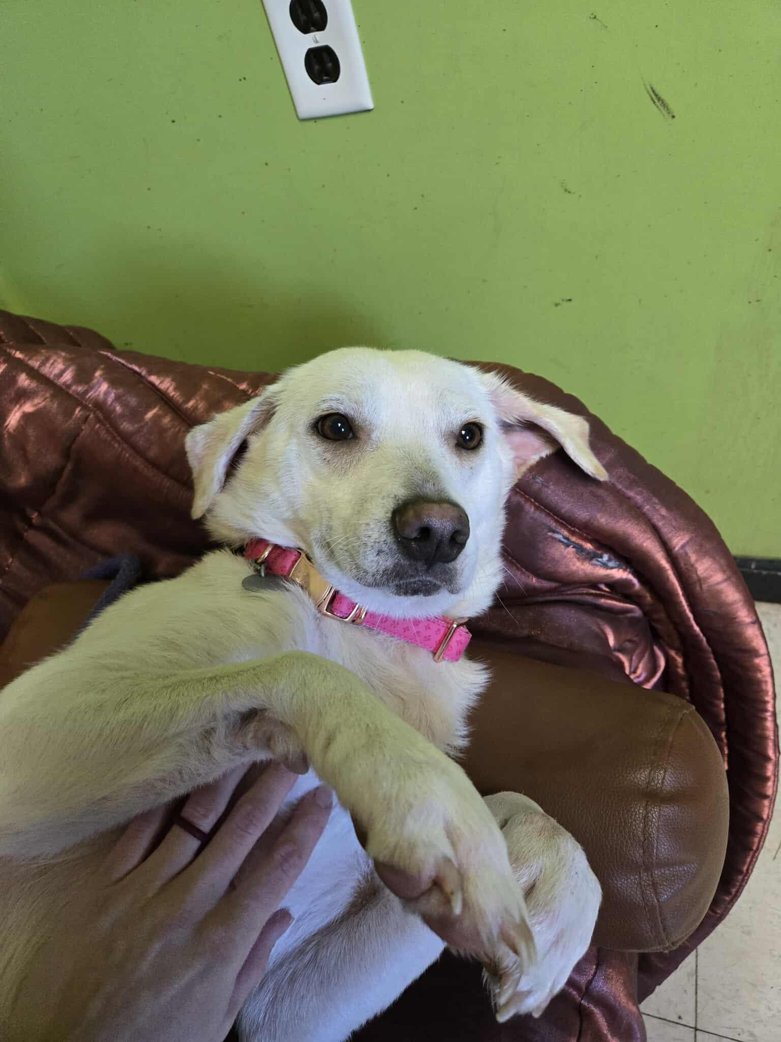 Enlarge Lily, an adopted mixed breed in La Salle, IL image 2/3