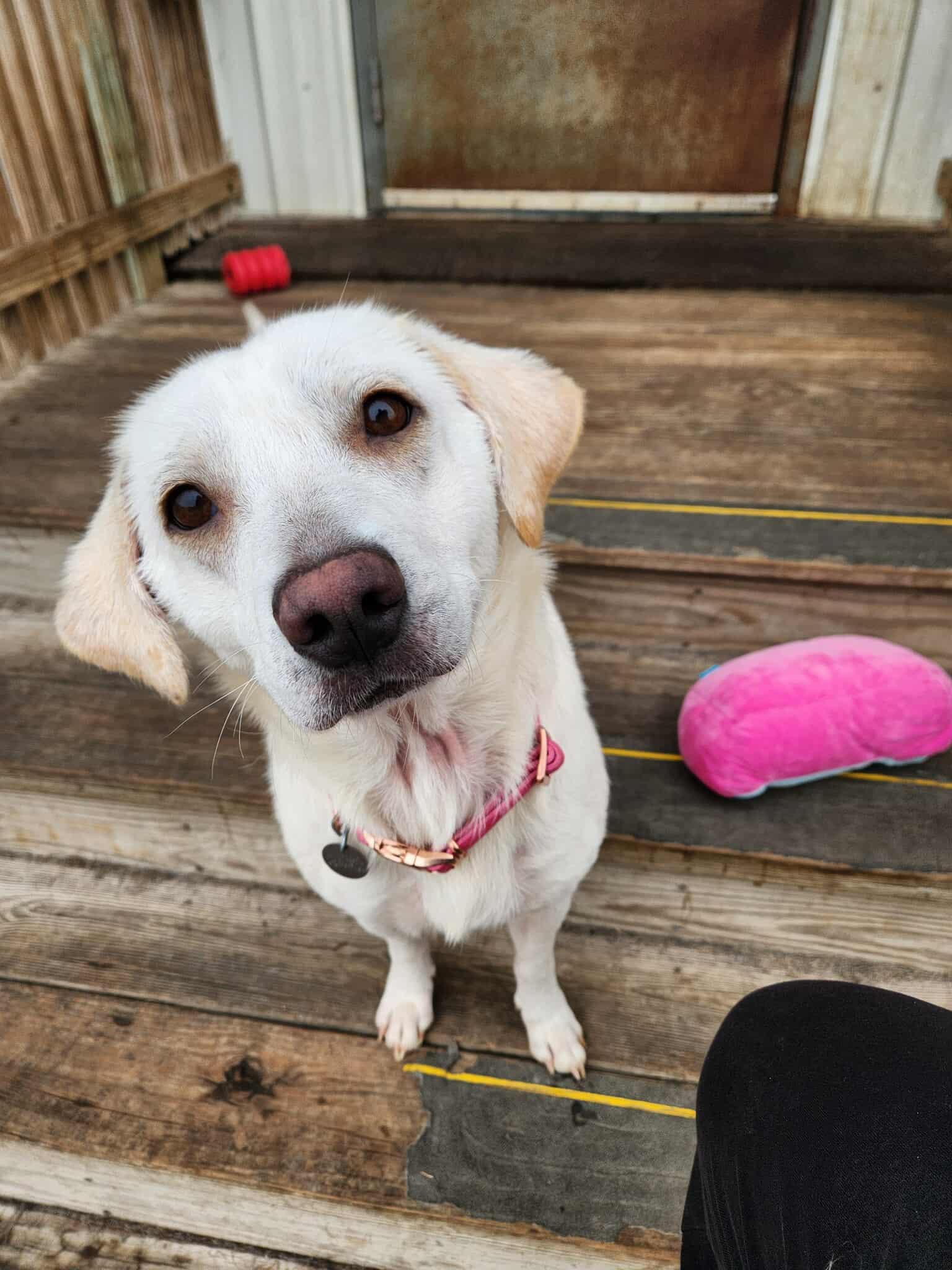 Enlarge Lily, an adopted mixed breed in La Salle, IL image 3/3