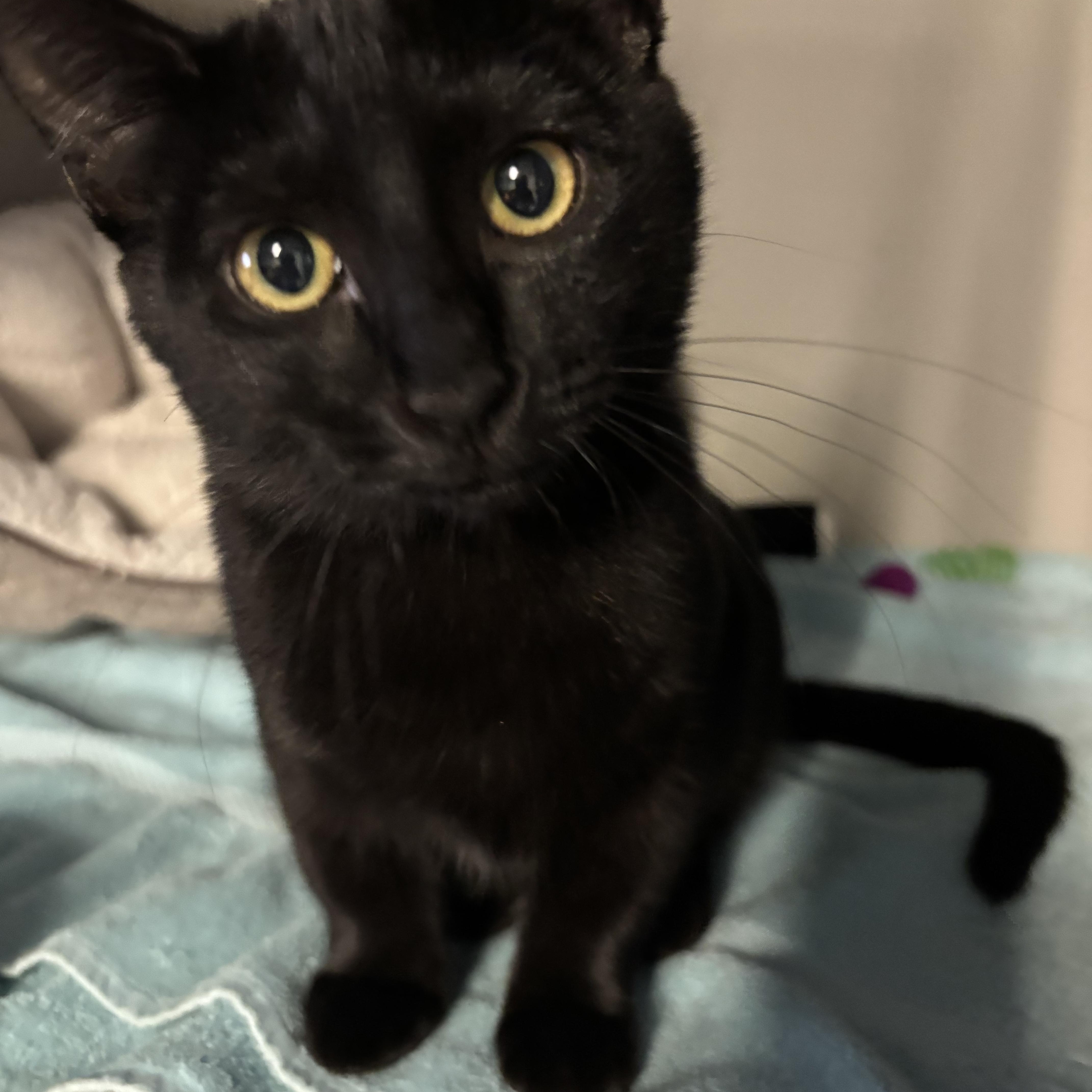 Lilo, Adopted, Kitten Female Domestic Short Hair.