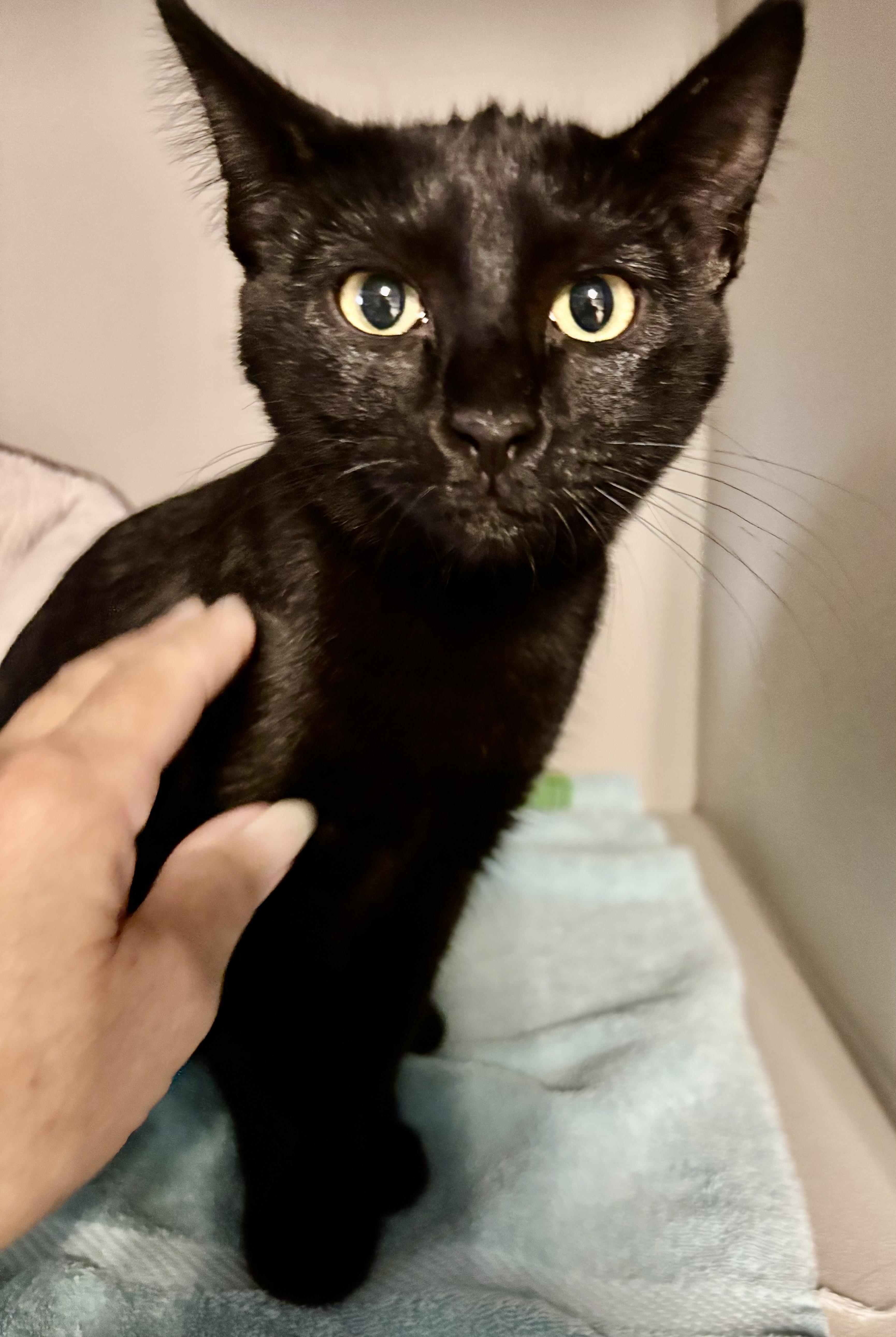Enlarge Lilo, a Adopted Domestic Short Hair in Phoenix, AZ image 2/4