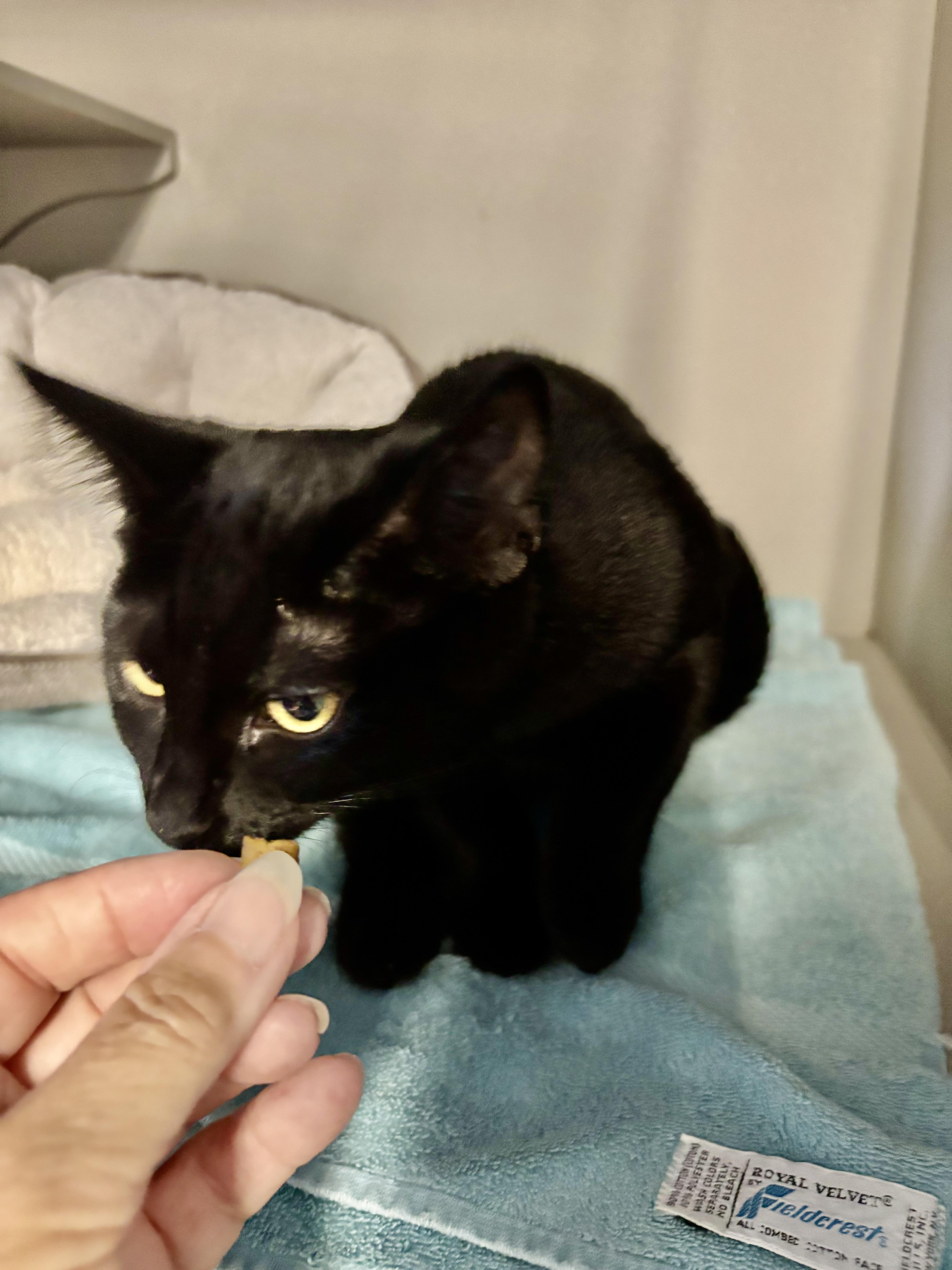 Enlarge Lilo, a Adopted Domestic Short Hair in Phoenix, AZ image 3/4