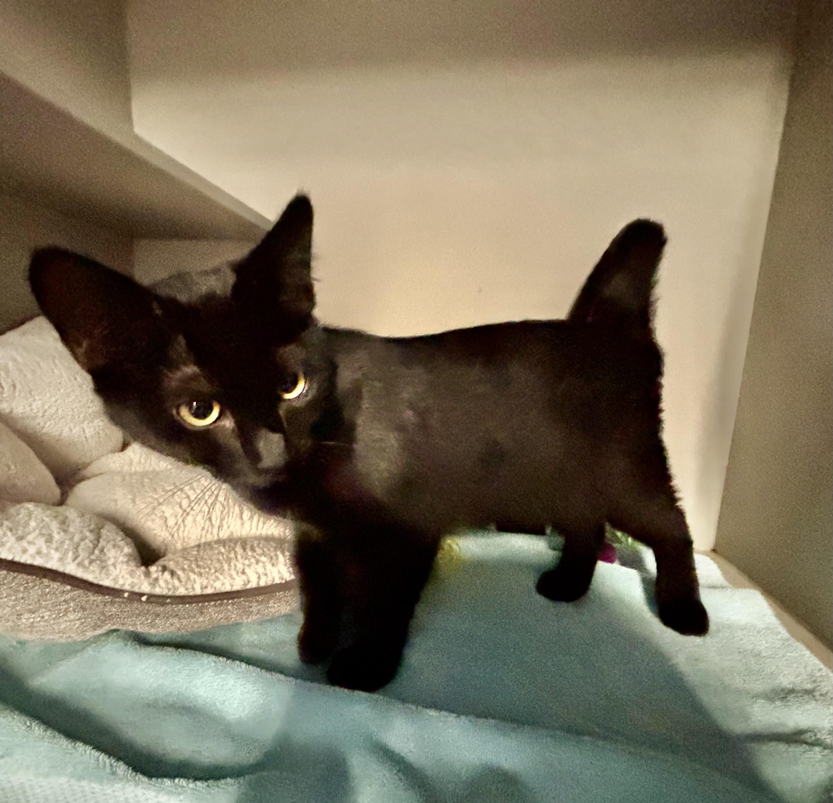 Enlarge Lilo, a Adopted Domestic Short Hair in Phoenix, AZ image 4/4